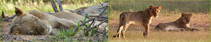 Reisebericht Namibia & Botswana 2010: Löwen am 14. Bohrloch