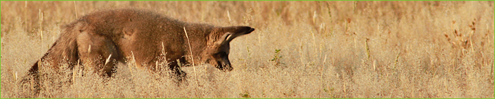 Reisebericht Namibia & Botswana 2010: Löffelhund