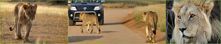 Reisebericht Namibia & Botswana 2010: Löwen ganz nah