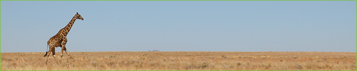 Reisebericht Namibia & Botswana 2010: Giraffe