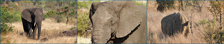 Elefant, Nashorn, Kruger Nationalpark