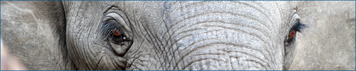 Elefant, Kruger Nationalpark