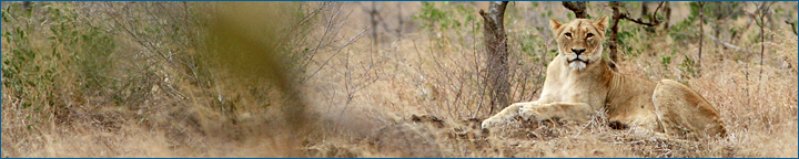 Löwe, Kruger Nationalpark