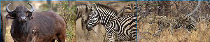 Büffel, Zebra, Leopard, Kruger Nationalpark