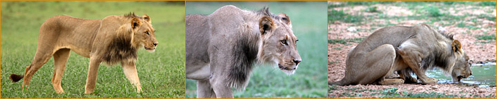 Löwen im Kgalagadi Transfrontier Park
