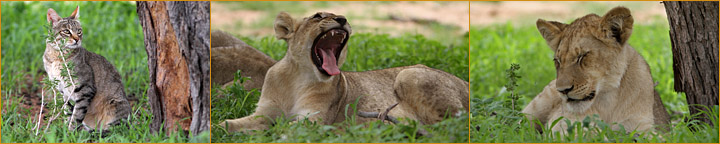 Afrikanische Wildkatze und Babylöwen