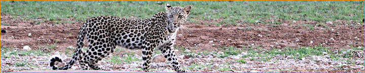 Leopard in Urikaruus
