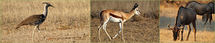 Reisebericht unserer Namibia-Tour 2011