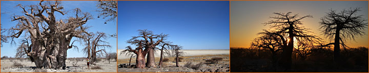 Reisebericht Namibia und Botswana