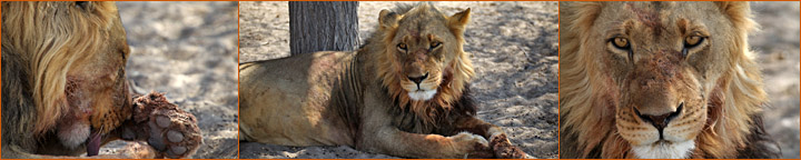 Reisebericht Namibia Botswana Central Kalahari Löwen Sunday Pan