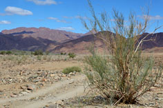 Landschaft im Richtersveld Nationalpark