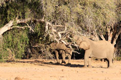 Elefanten auf der Campsite der Brandberg White Lady Lodge