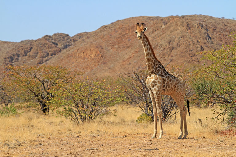 Eine Giraffe am Wegesrand