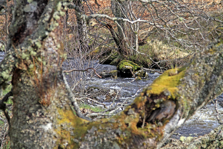 Bäche und bemooste Bäume in der schottischen Landschaft