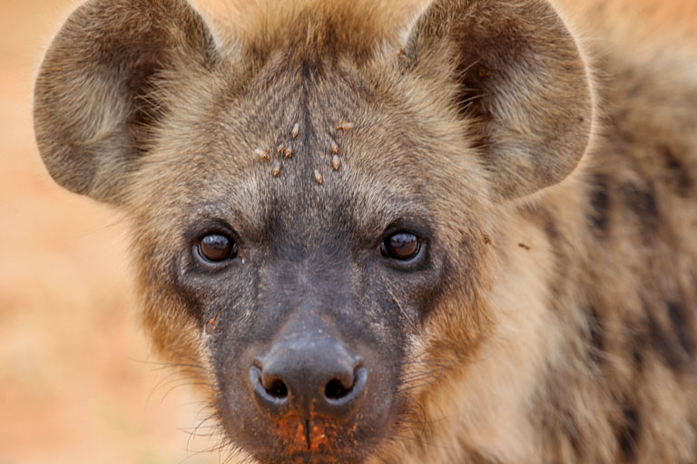 Eine neugierige Hyäne im KTP