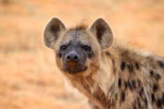 Die Hyänen waren ziemlich neugierig ...