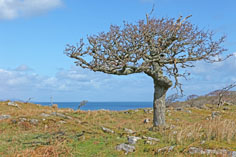 Landschaft auf Islay