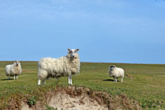 Schafe auf Islay