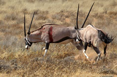 zwei erbittert kämpfende Oryx