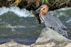 Graureiher mit Fisch