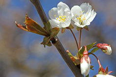 Es wird Frühling