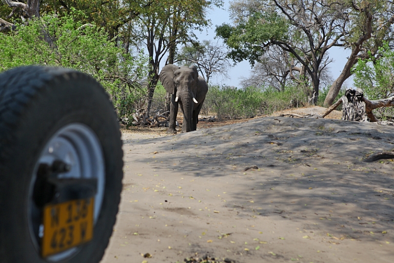 Elefant im Linyanti Camp
