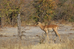 Impala im Chobe