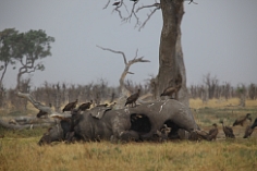 Elefanten-Kadaver im Chobe