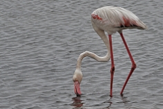 Flamingo in der Lagune bei Walvis Bay