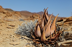 Aloe im Desolation Valley
