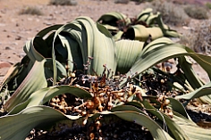 Welwitschia mirabilis