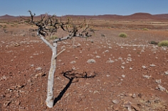 Baum in der Palmwag Concession