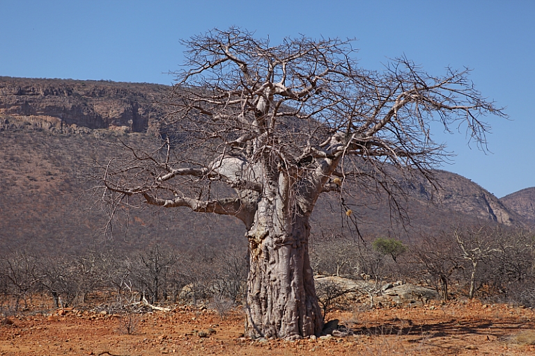 Baobab im Kaokoveld