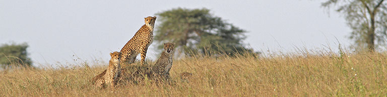 Gepardenfamilie in der Serengeti, Tansania