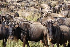 Gnu-Migration in der Serengeti