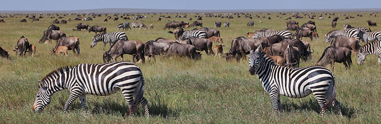Gnus und Zebras in der Serengeti, Tansania