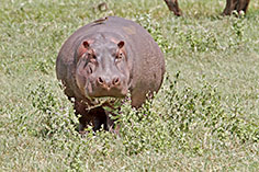 Hippo im Ngorongoror-Krater, Tansania