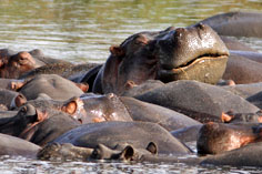 Hippo-Pool in der Serengeti