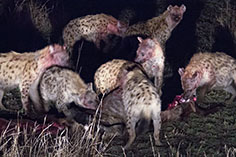 Hyänen fressen ein Gnu in der Serengeti