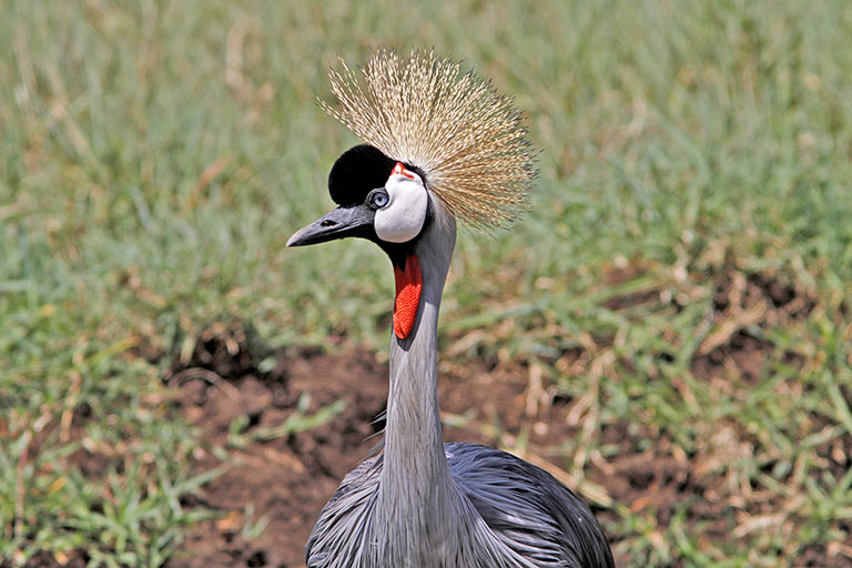 Kronenkranich im Ngorongoro-Krater, Tansania