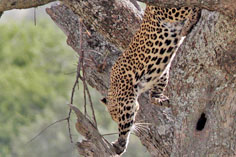 Leopard in der Serengeti, Tansania