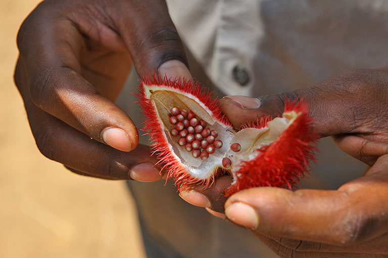 Litschifrucht auf einer Gewürzfarm auf Sansibar