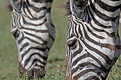 Zebras im Ngorongoror-Krater, Tansania