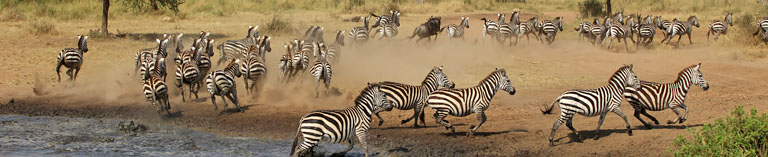 Zebras am Wasser in der Serengeti