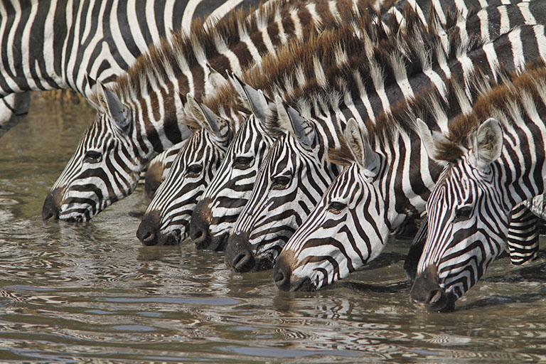 trinkende Zebras in der Serengeti