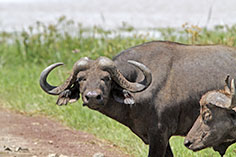 Büffel im Lake Manyara NP, Tansania