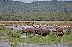 Büffel und Pelikane im Lake Manyara NP, Tansania