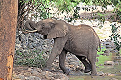 Elefant im Lake Manyara NP, Tansania