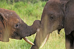 Kuschelnde Elefanten im Tarangire NP, Tansania