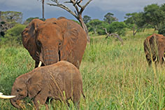 Rote Elefanten im Tarangire NP, Tansania